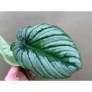 Philodendron Mamei Silver Cloud Ableger