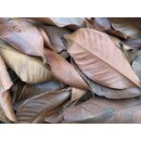 Mangostin Blätter 1-2 Liter