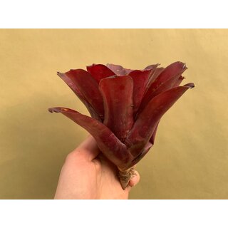 Neoregelia Fireball Hybrid