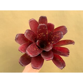 Neoregelia Fireball Hybrid