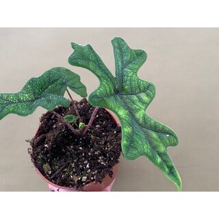 Alocasia jacklyn M