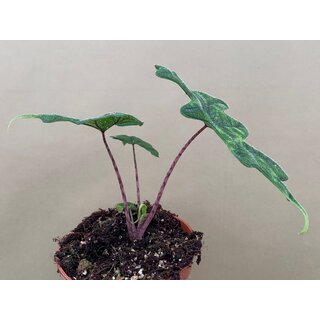 Alocasia jacklyn M
