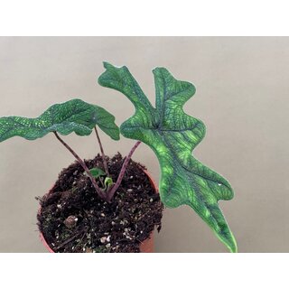 Alocasia jacklyn