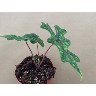 Alocasia jacklyn