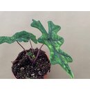 Alocasia jacklyn M