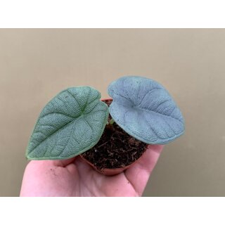 Alocasia melo Babyplant