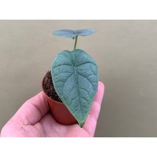 Alocasia melo Babyplant