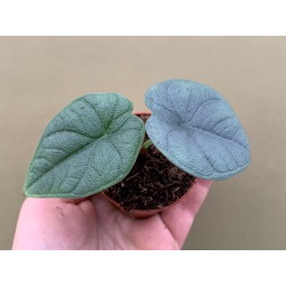 Alocasia melo Babyplant