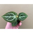 Anthurium crystallinum Babyplant