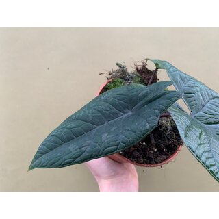 Alocasia scalprum