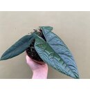 Alocasia scalprum