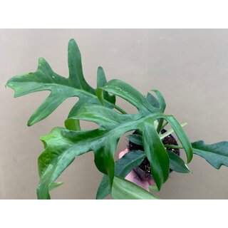 Philodendron Cinderella Distantilobum