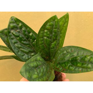 Monstera karstenianum Cuttings
