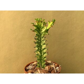 Euphorbia trigona variegata Ableger