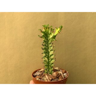 Euphorbia trigona variegata Cutting