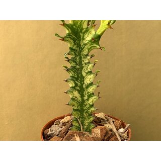 Euphorbia trigona variegata Cutting