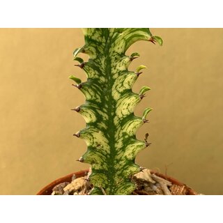 Euphorbia trigona variegata Cutting