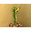 Euphorbia trigona variegata Cutting