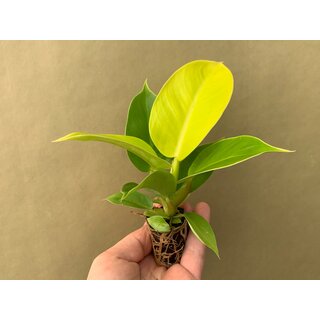 Philodendron Moonlight Babyplant