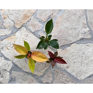 Offer Baby Plant Mix Nr. 4 (3x Philodendron )