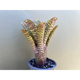 Neoregelia green Tiger