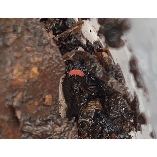 Bilobella braunerae Rote Springschwnze