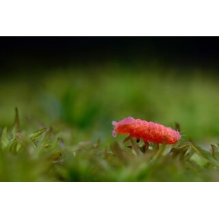 Bilobella braunerae Rote Springschwnze