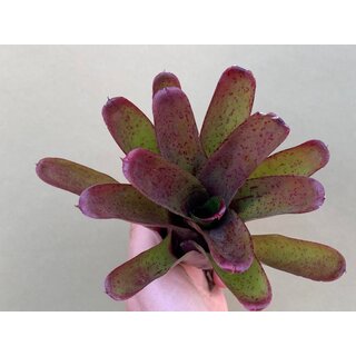 Neoregelia fireball hybrid pointed