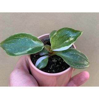 Philodendron White Knight Babyplant
