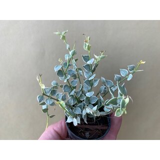 Dischidia ruscifolia variegata Million Hearts Rare Plant