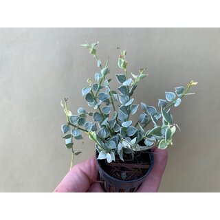 Dischidia ruscifolia variegata Million Hearts Rare Plant