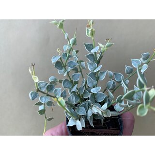 Dischidia ruscifolia variegata Million Hearts Rare Plant