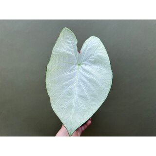Caladium Florida Moonlight Knolle