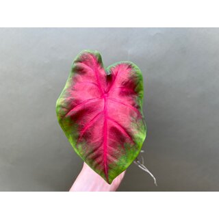 Caladium Freida Hemple Knolle