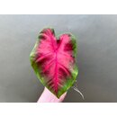 Caladium Freida Hemple Knolle