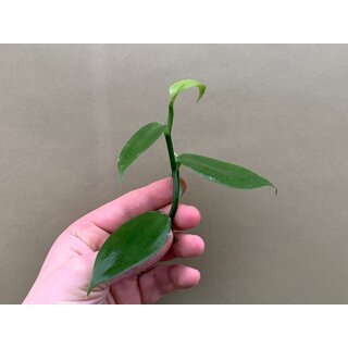 Vanilla planifolia Cutting