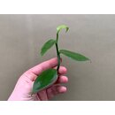 Vanilla planifolia Ableger