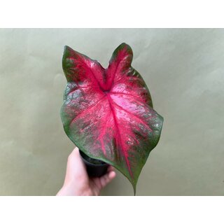 Caladium Postman Joyner Knolle
