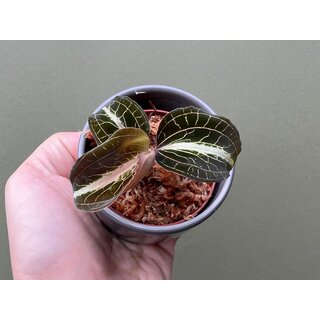 Anoectochilus lylei Red Splash