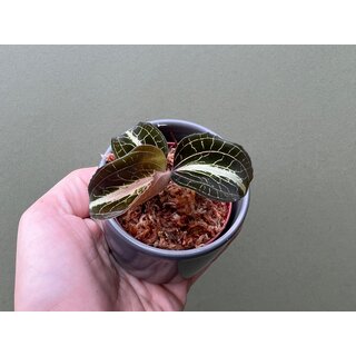 Anoectochilus lylei Red Splash