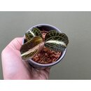 Anoectochilus lylei Red Splash