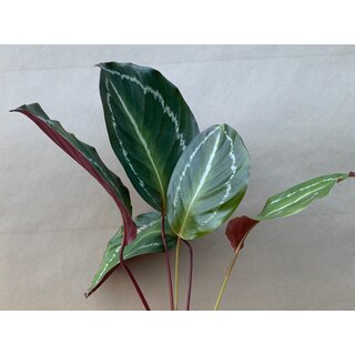 Angebot Calathea Bicajoux Mamba Pink