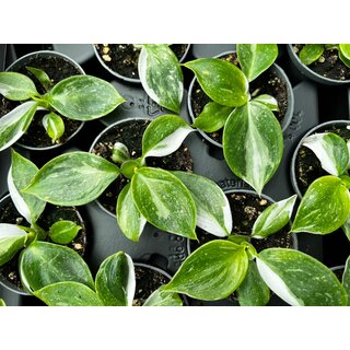 Philodendron White Wizard Babyplant