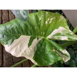 Alocasia Macrorrhiza variegata Bulb