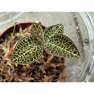 Anoectochilus burmanicus Juwelorchidee