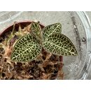 Anoectochilus burmanicus Juwelorchidee
