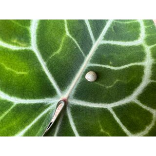 Anthurium clarinervium Seed