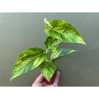 Epipremnum pinnatum Hicolor