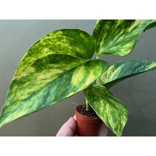 Epipremnum pinnatum Hicolor