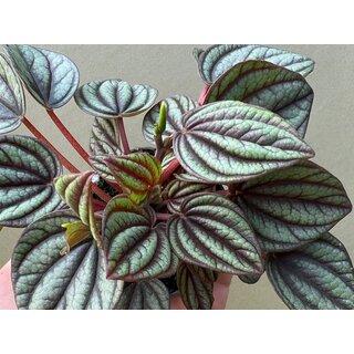 Peperomia Piccolo Banda Babyplant